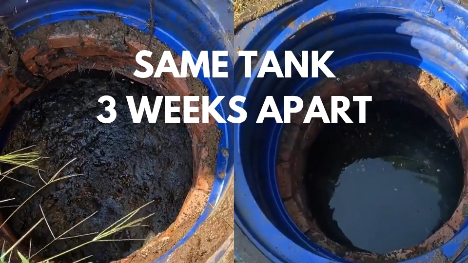 A septic tank before and after several weeks of treatment